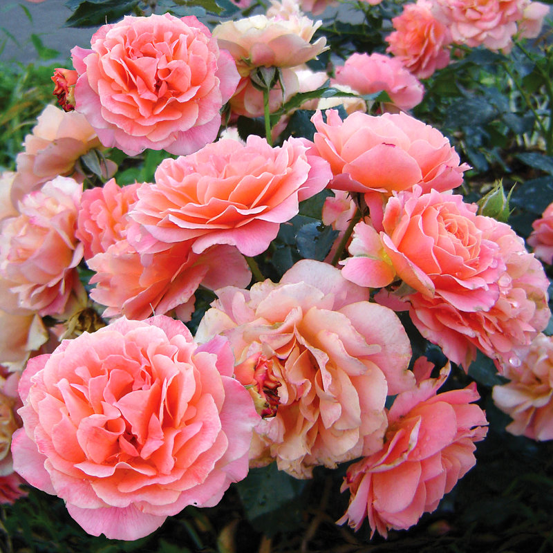 Роза Бордюр Априкот