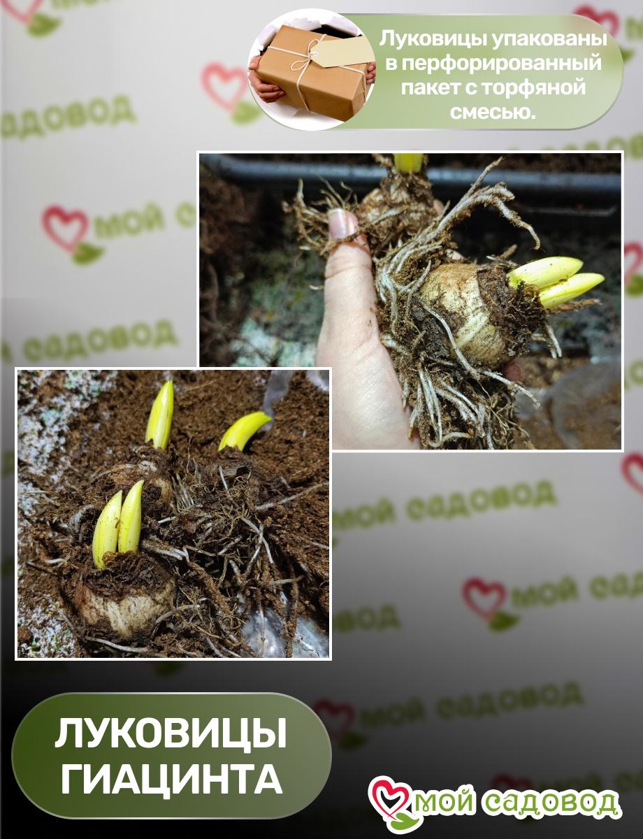 Гиацинт Свит Нектра