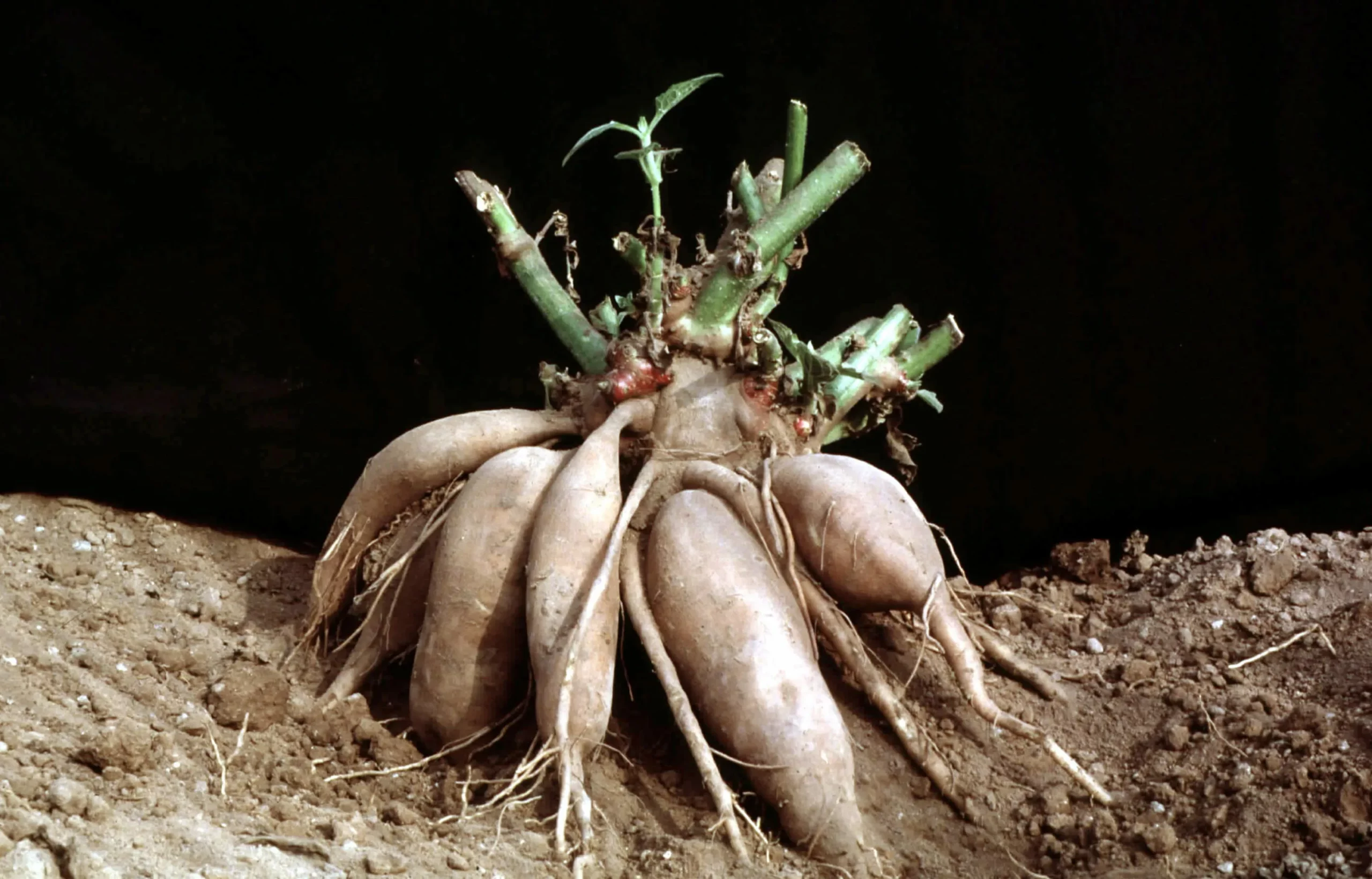 Георгин Чери Орчард